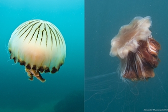 jellyfish