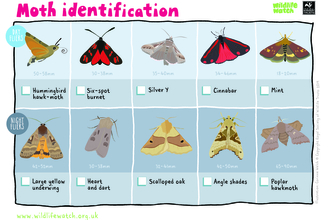 Moth identification sheet