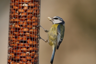 Feeder bird blue tit