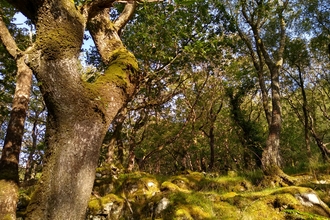 Afternoon sun shining beneath the canopy of a Celtic rainforest
