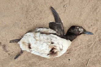 Dead Guillemot ©Jenny Aitchinson