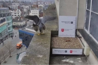 Nottingham's Peregrines