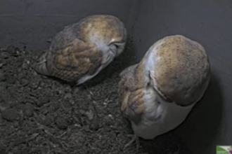 Barn owls