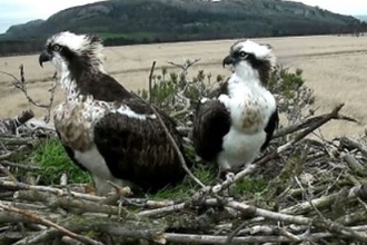 Ospreys