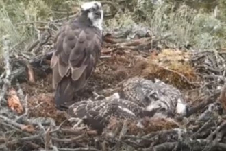 Ospreys