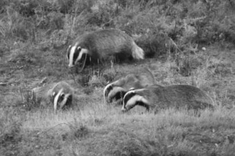 Badgers