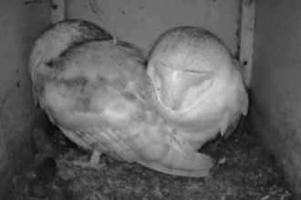 Barn owls