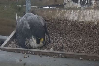 Peregrines