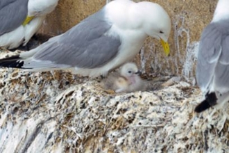 Kittiwakes