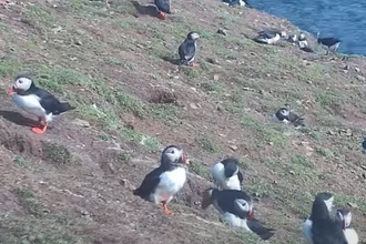 Puffin cam