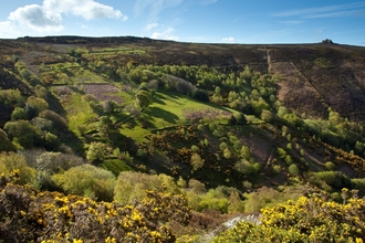 Ffridd habitat