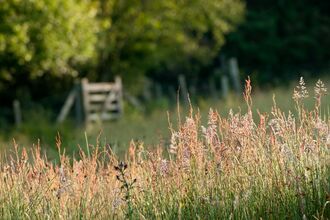 Ross Hoddinott/2020VISION