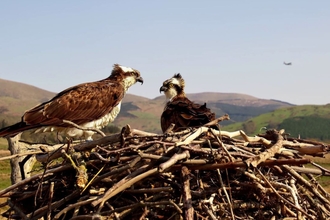 Monts ospreys