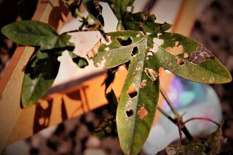 leaves in the sun, partially eaten by snails. 