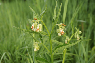 Common comfrey in a field