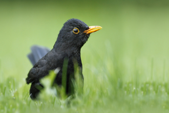 Blackbird
