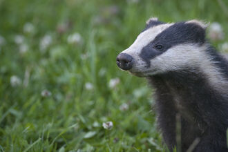 A badger stands alert, looking off into the distance, in a green field. Its striking black and white facial markings are clearly visible