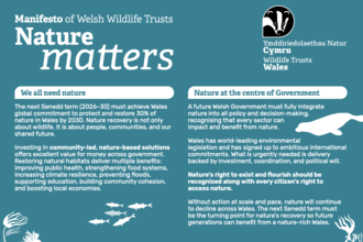 Teal poster titled “Nature matters” from the Welsh Wildlife Trusts manifesto, featuring text about protecting and restoring nature in Wales, alongside headings like “We all need nature” and “Nature at the centre of Government,” with a badger logo and simple wildlife illustrations.