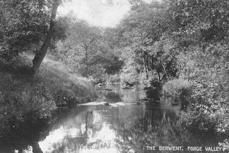 Rothschild Reserve number 195, The Derwent, Forge Valley