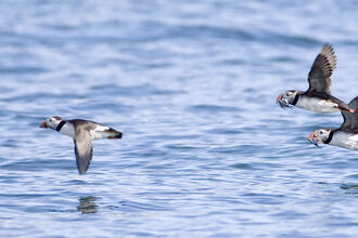 Puffins flying at sea