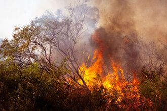 Flames spread through dry vegetation and shrubs, sending thick smoke into the air. The wildfire highlights the increasing risk of extreme weather and the importance of healthy, resilient landscapes in reducing fire impacts.