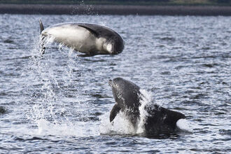 Bottlenose dolphin