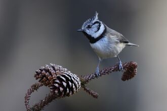 A crested tit perched on a pine twig, beside two pine cones. It's a small bird with a greyish-brown back, paler belly and prominent crest on its head