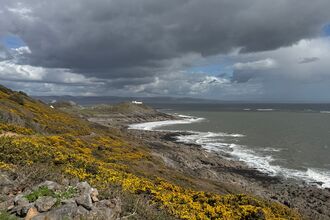 A dramatic coastal landscape in Wales with dark storm clouds gathering over a rocky shoreline. Waves break against the rocks below, while bright yellow gorse blankets the cliffs in the foreground. A winding headland stretches into the sea with a white lighthouse visible in the distance, creating a striking contrast between the colourful landscape and the brooding sky.