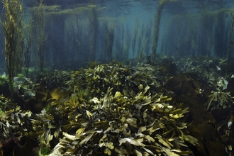 Under the sea shot which includes seaweed and coral