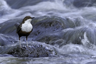 Dipper (Cinclus cinclus) on river Brecon Beacons National Park,Wales, UK