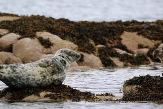 Two seals basking on rocks