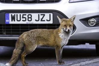 A fox stands looking into the camera in front of a car in an urban park