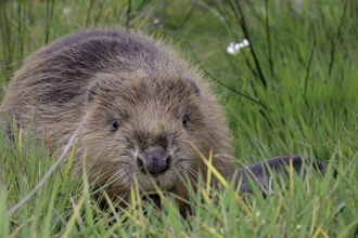 Beaver in the grass