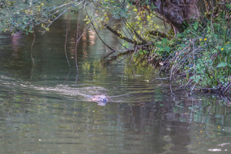 Beaver in water