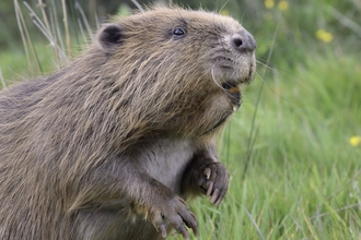 Beaver sat on hind legs 