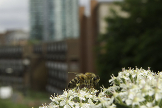 A bee sat on a white flower with a cityscape in the background
