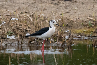 A black-winged stilt wading through a mud-fringed pool, its extremely long pink legs keeping the black and white body well above the water
