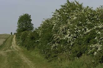 Hawthorn hedge in blossom