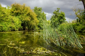 A river taken on the surface of the water, surrounding the river you can see trees and reeds