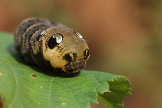 Elephant hawk moth on a leaf