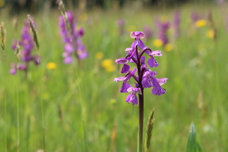 Green-winged orchid