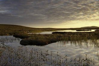 Bogbean Menyanthes trifoliata, growing in pool on bog peatland at dawn, Flow Country, Scotland, June 