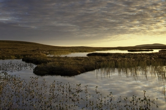 Bogbean Menyanthes trifoliata, growing in pool on bog peatland at dawn, Flow Country, Scotland, June