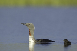 An image of an adult red throated diver alongside a chick on a lake