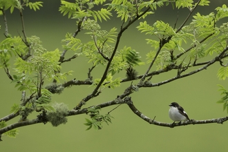 Pied flycatcher (Ficedula hypoleuca) adult male in woodland,