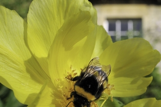 Queen White-tailed bumblebee - Nick Upton/2020VISION