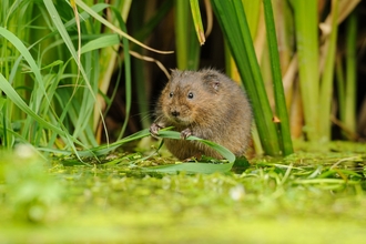 water vole wildlife trust