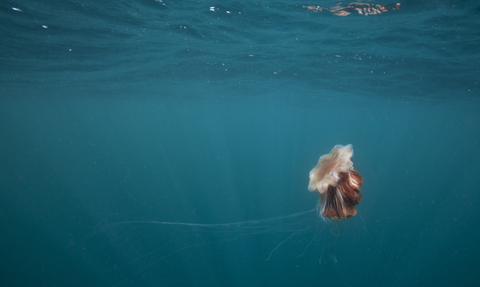 Lion's mane jellyfish