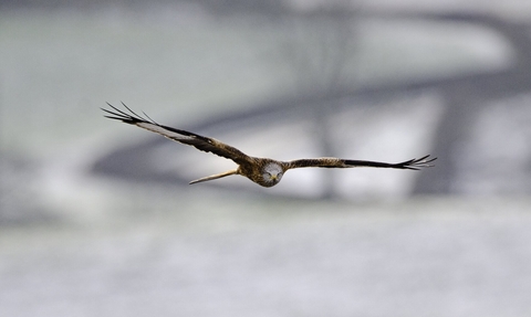 Red Kite - Credit _ David Tipling/2020VISION