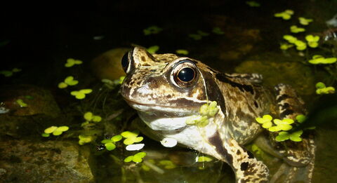 Welsh Frog Wildflowers | Wildlife Trusts Wales